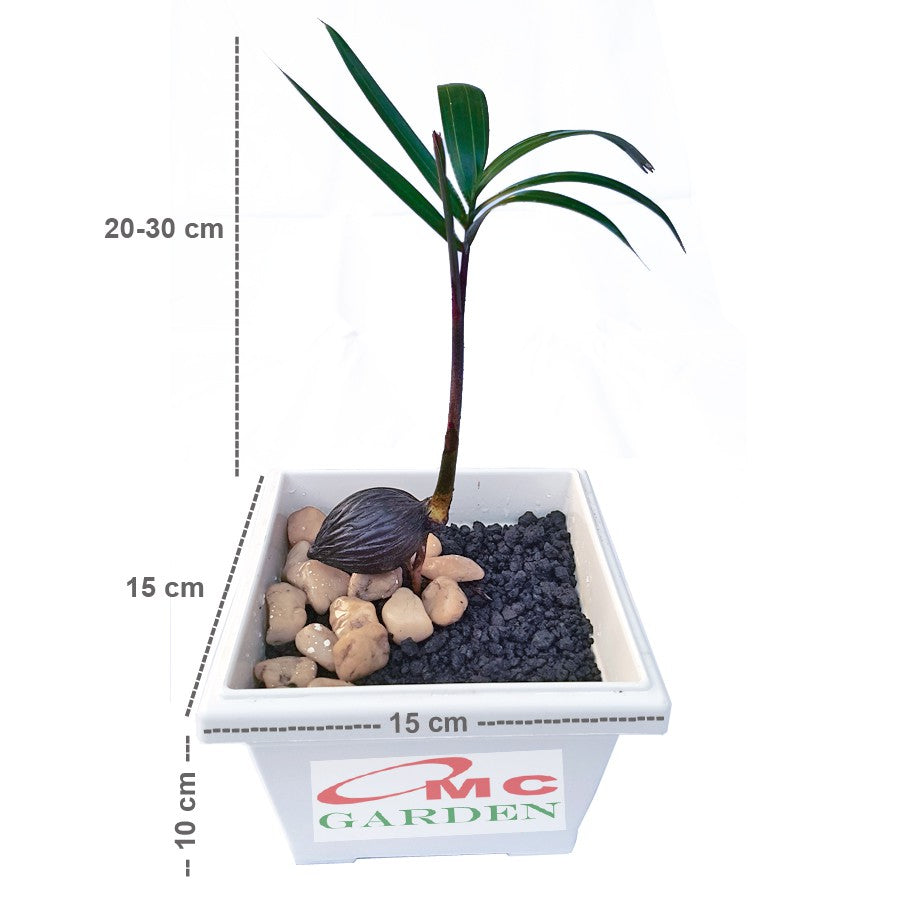 Tanaman Hias Pohon Bonsai Palm Palem Raja Regia Bibit B-PR-001