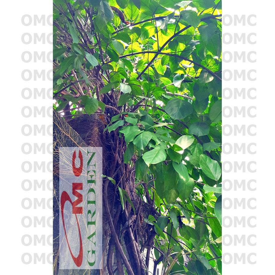 Bibit Akar Daun Cincau Hijau Tanaman Minuman Obat Herbal CH-B-3040