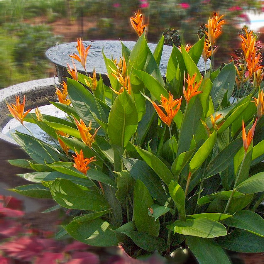 Heliconia Helikonia Pisang Pisangan Psittacorum Tanaman Hias HELICONIA-P-4050