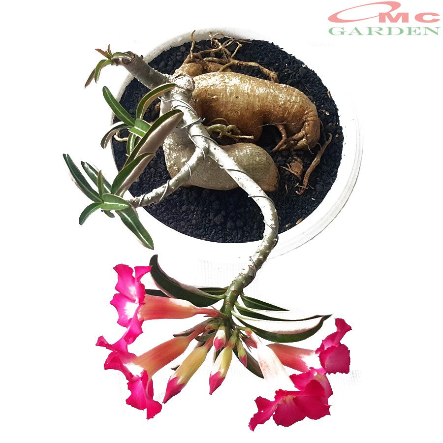 Tanaman Hias Bonsai Adenium Arabicum Obesum Kamboja Jepang B-KJ-010