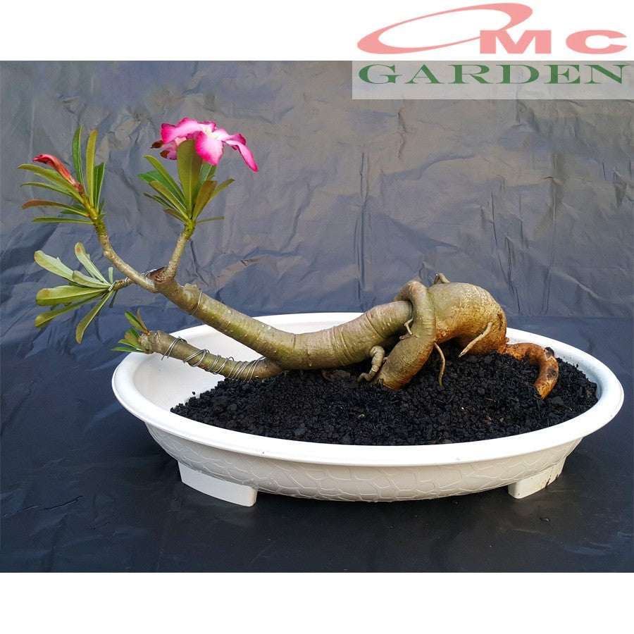 Tanaman Hias Bonsai Adenium Arabicum Obesum Kamboja Jepang B-KJ-002TP