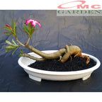 Tanaman Hias Bonsai Adenium Arabicum Obesum Kamboja Jepang B-KJ-002TP