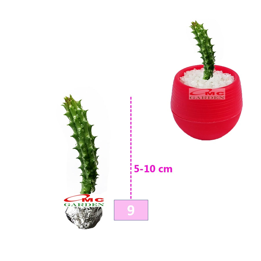 Tanaman Hias Sukulen Sekulen Mini Succulent Kaktus 2130