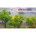 Puring Croton Kroton Cabai Cabe Teri Tanaman Hias PR-CABE-1020