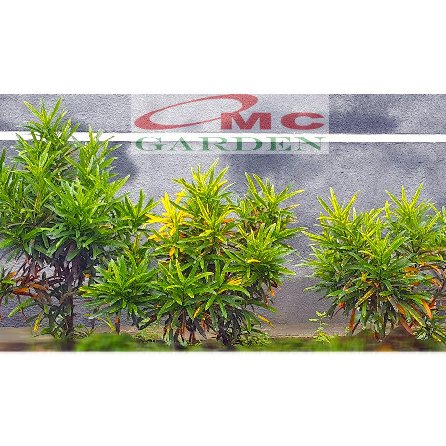 Puring Croton Kroton Cabai Cabe Teri Tanaman Hias PR-CABE-2030
