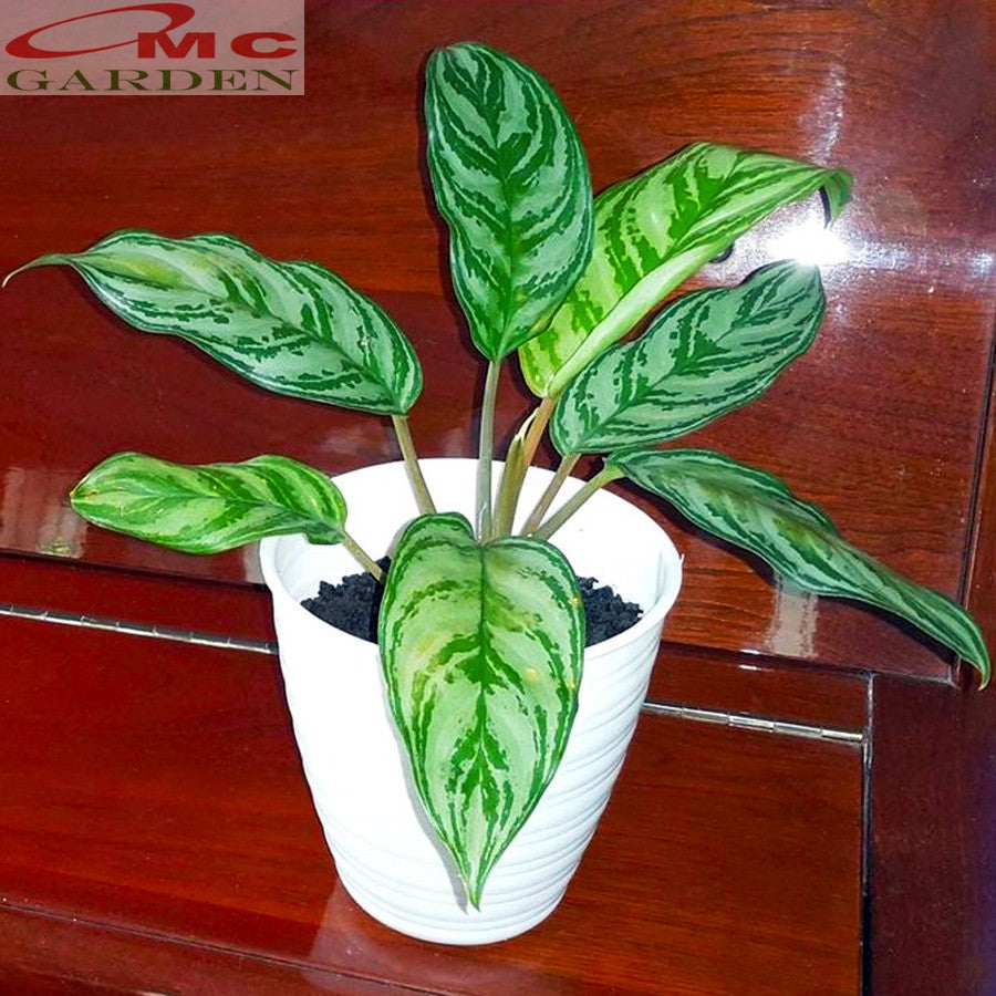 Aglonema Crispum Zebra Silver Sri Rejeki Srirejeki Rezeki Srirezeki Tanaman Hias AGLNM-CR-01