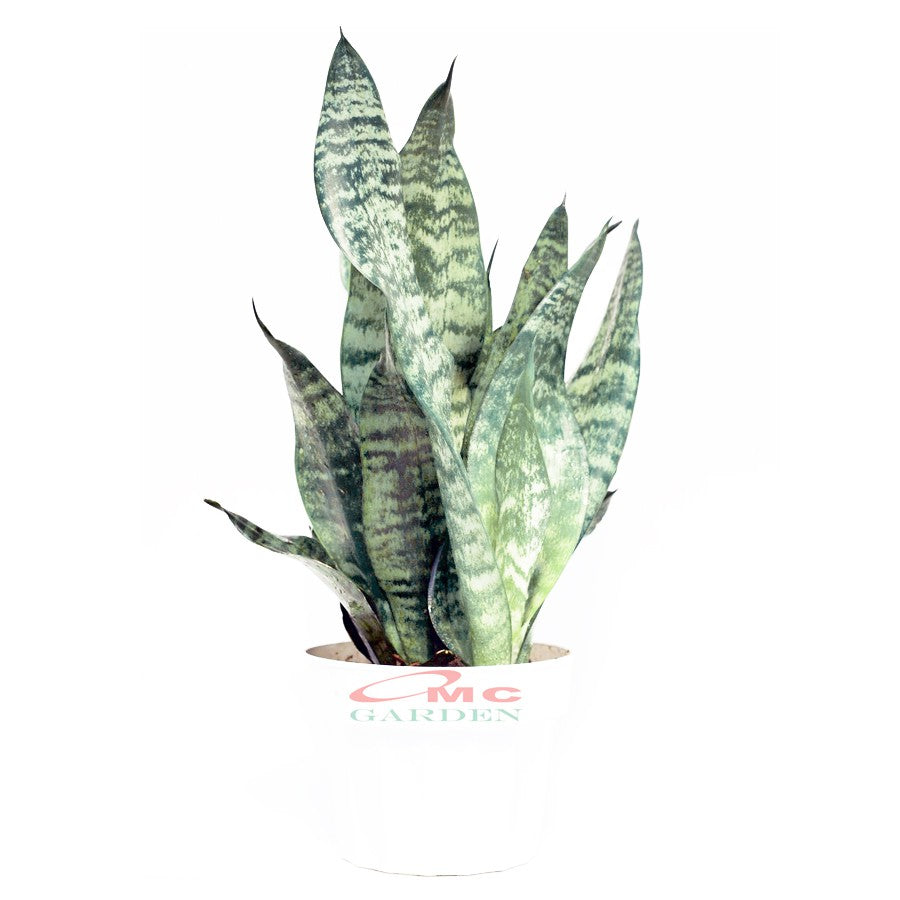 Lidah Mertua Sansevieria Sansivera Sansiviera Sensiviera Trifasciata Futura Robusta Hijau LM-HM-1020