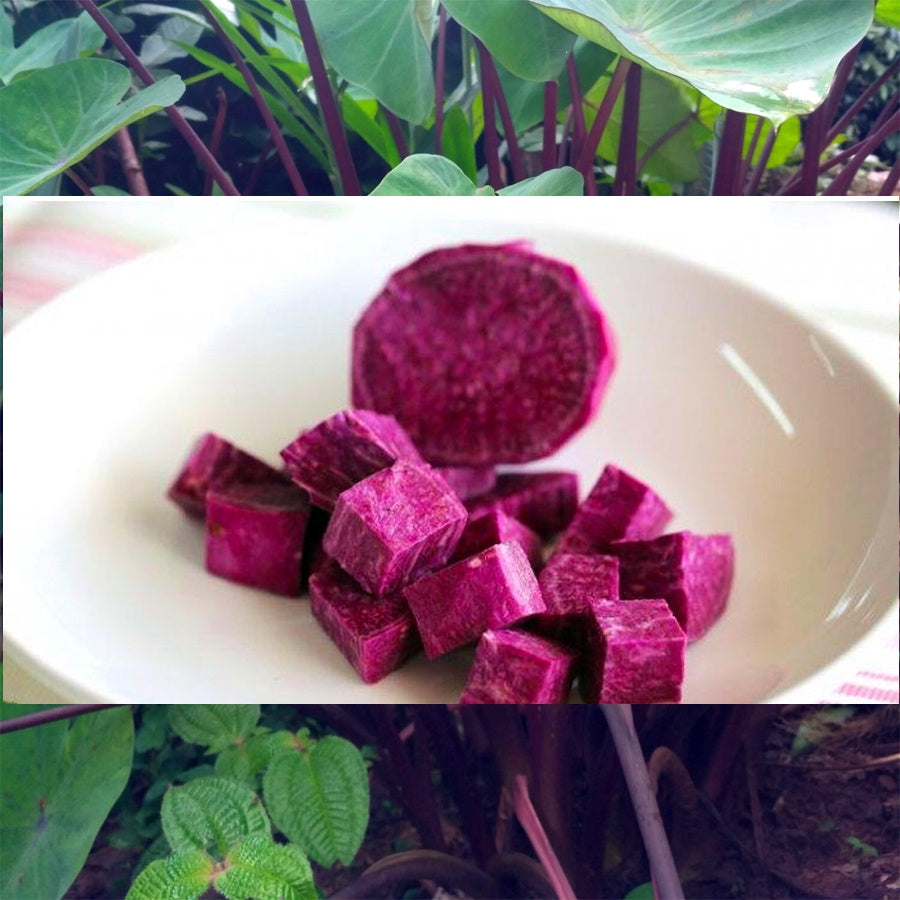 Talas Ungu Bentul Merah Hitam Wulung Taroblack Black Taro Bibit Tanaman 3050