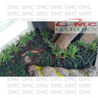 Tanaman Hias Rumput Kucay Kucae Kucai Mini Bordir List Lis RKCM