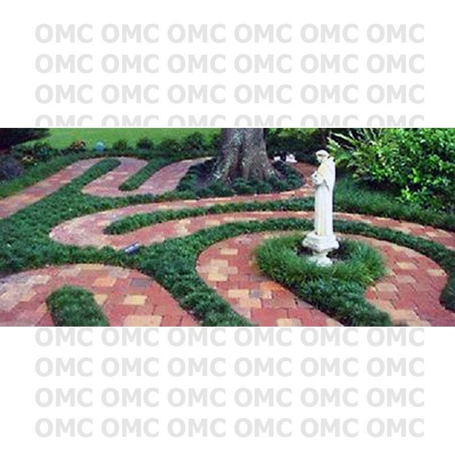 Tanaman Hias Rumput Kucay Kucae Kucai Mini Bordir List Lis RKCM