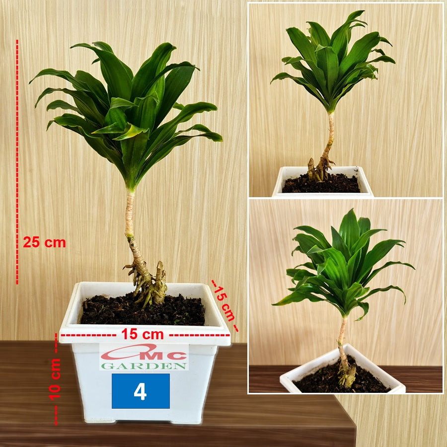 Tanaman Hias Bonsai Bonsae Dracaena Compacta Green Jewel Hanjuang Andong Kemoceng B-DC-001