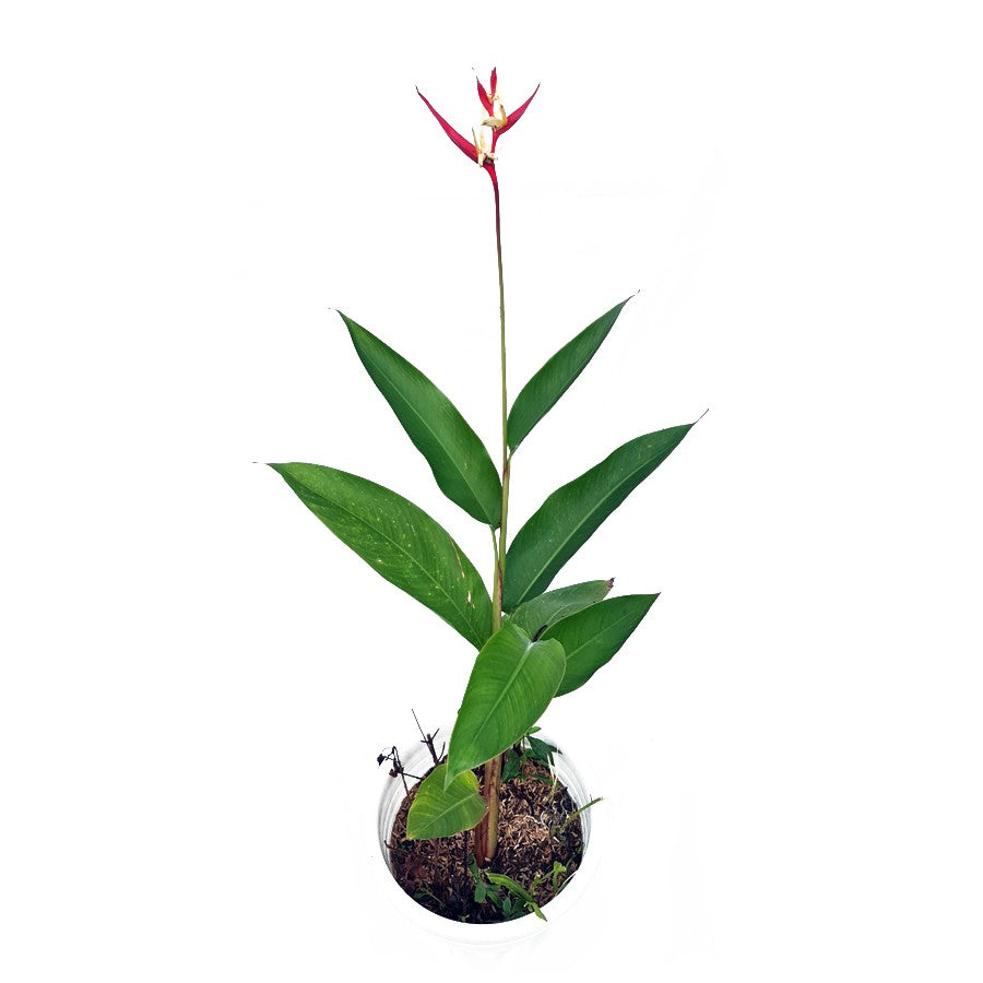Heliconia Helikonia Pisang Pisangan Psittacorum Tanaman Hias HELICONIA-P-3040