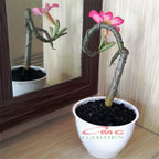Tanaman Hias Bonsai Adenium Arabicum Obesum Kamboja Jepang B-KJ-012