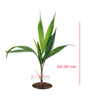Tanaman Hias Palm Palem Bambu Chamaedorea Komodoria Comodorya PB-2030