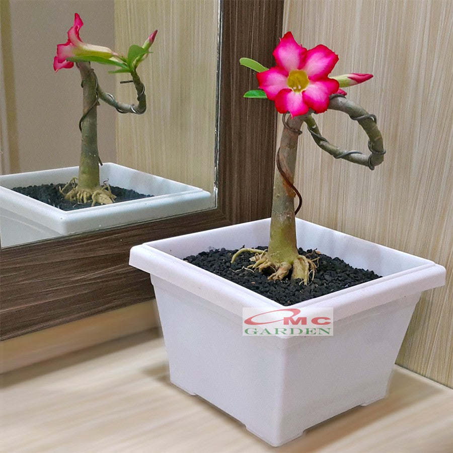 Tanaman Hias Bonsai Mame Adenium Arabicum Obesum Kamboja Jepang B-KJ-007