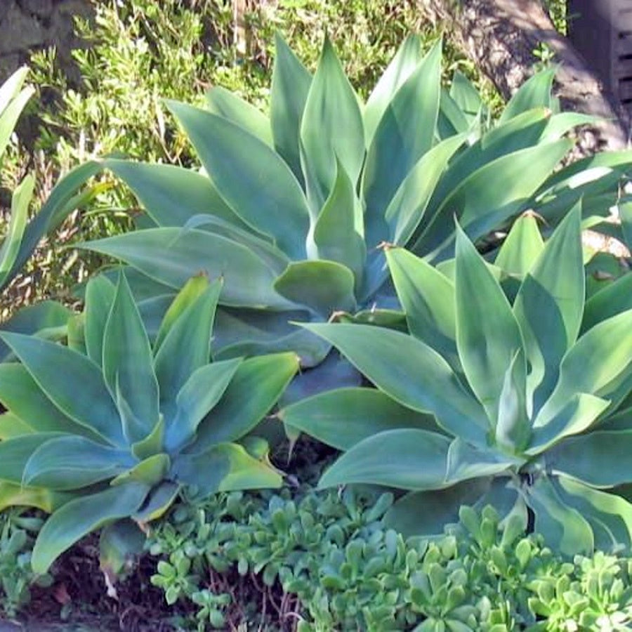 Siklok Hijau Bunga Cinta Agave Attenuata Nanas Nanasan Tanaman Hias Bibit SIKLOK-1520