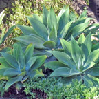 Siklok Hijau Bunga Cinta Agave Attenuata Nanas Nanasan Tanaman Hias Bibit SIKLOK-1015