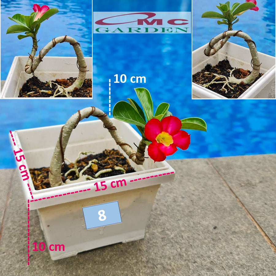 Tanaman Hias Bonsai Mame Adenium Arabicum Obesum Kamboja Jepang 005