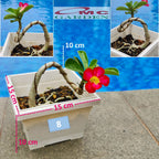 Tanaman Hias Bonsai Mame Adenium Arabicum Obesum Kamboja Jepang 005
