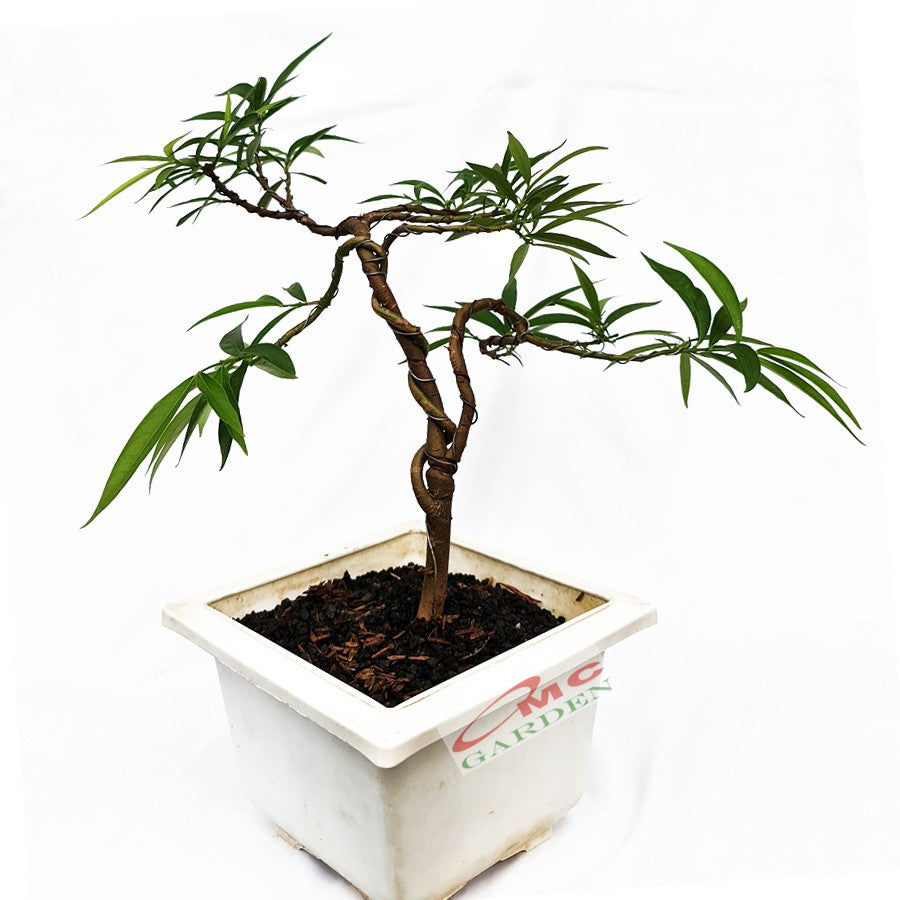 Bonsai Pohon Mahkota Dewa Simalakama Tanaman Hias Obat Tradisional B-MD-002