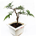Bonsai Pohon Mahkota Dewa Simalakama Tanaman Hias Obat Tradisional B-MD-002
