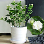 Bonsai Bonsae Bunga Melati Putih Wangi Harum Jasminum Sambac Tanaman Hias 001