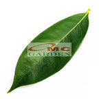 Daun Mahkota Dewa Segar Simalakama Tanaman Obat 100 Gram MD-D-100G