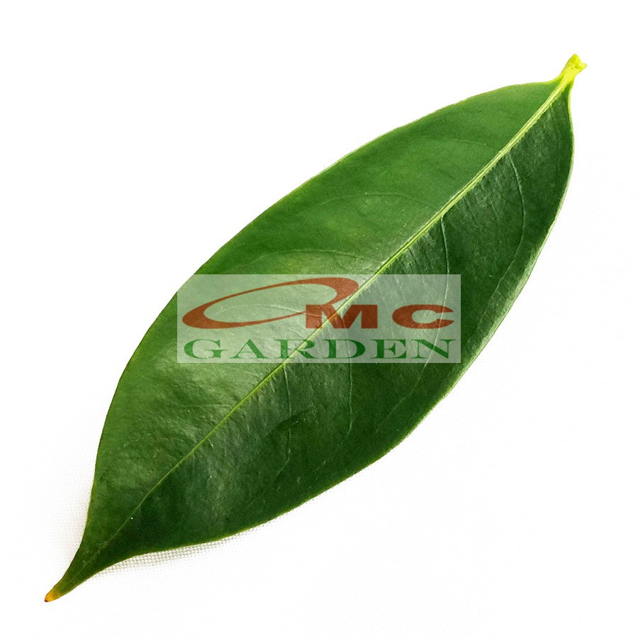 Daun Mahkota Dewa Segar Simalakama Tanaman Obat 50 Gram MD-D-50G