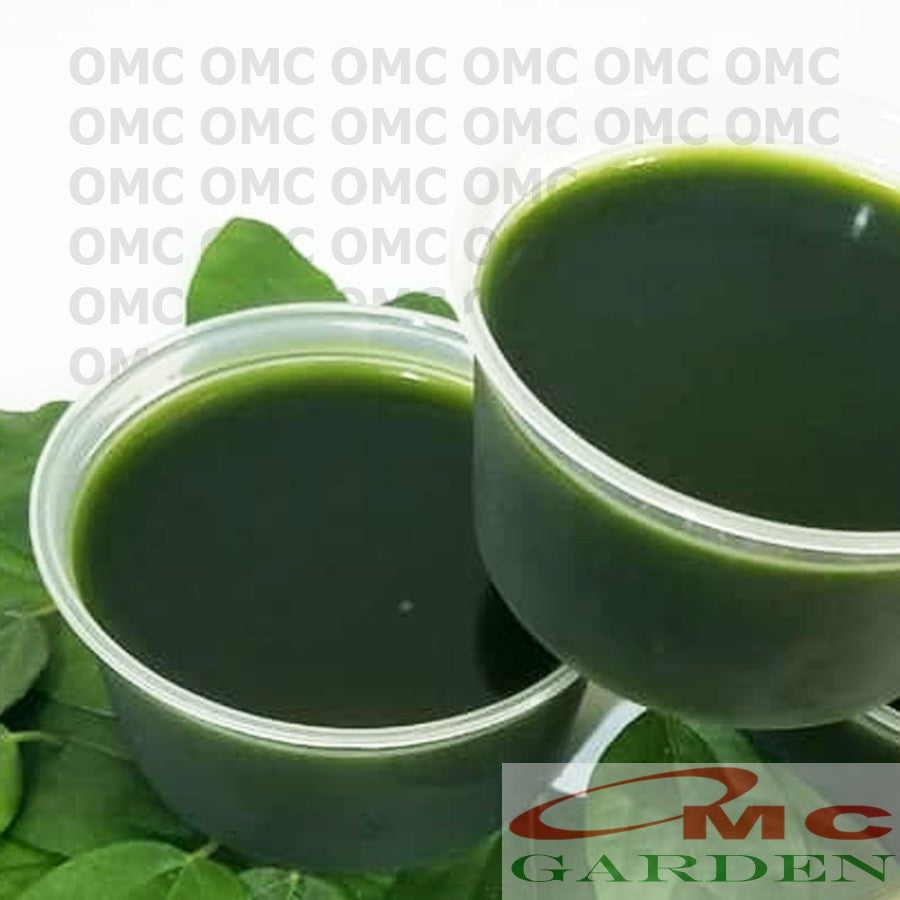 Daun Cincau Hijau Segar Tanaman Minuman Obat Herbal 100 Gram