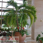 Tanaman Hias Palm Palem Putri Christmas Veitchia Adonidia PP-100120