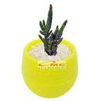 Sukulen Sekulen Kaktus Mini Succulent Tanaman Hias