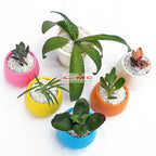Tanaman Hias Sukulen Sekulen Mini Succulent Kaktus plus Pot Bola Warna SKLN-001-005