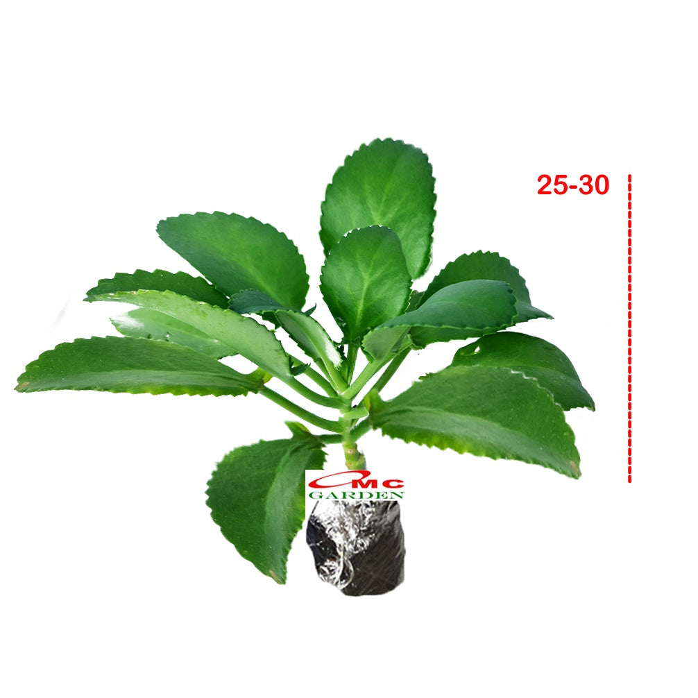 Cocor Bebek Suru Sukulen Sekulen Bryophyllum Pinnatum Tanaman Hias Bibit 25-30