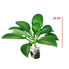 Cocor Bebek Suru Sukulen Sekulen Bryophyllum Pinnatum Tanaman Hias Bibit 25-30