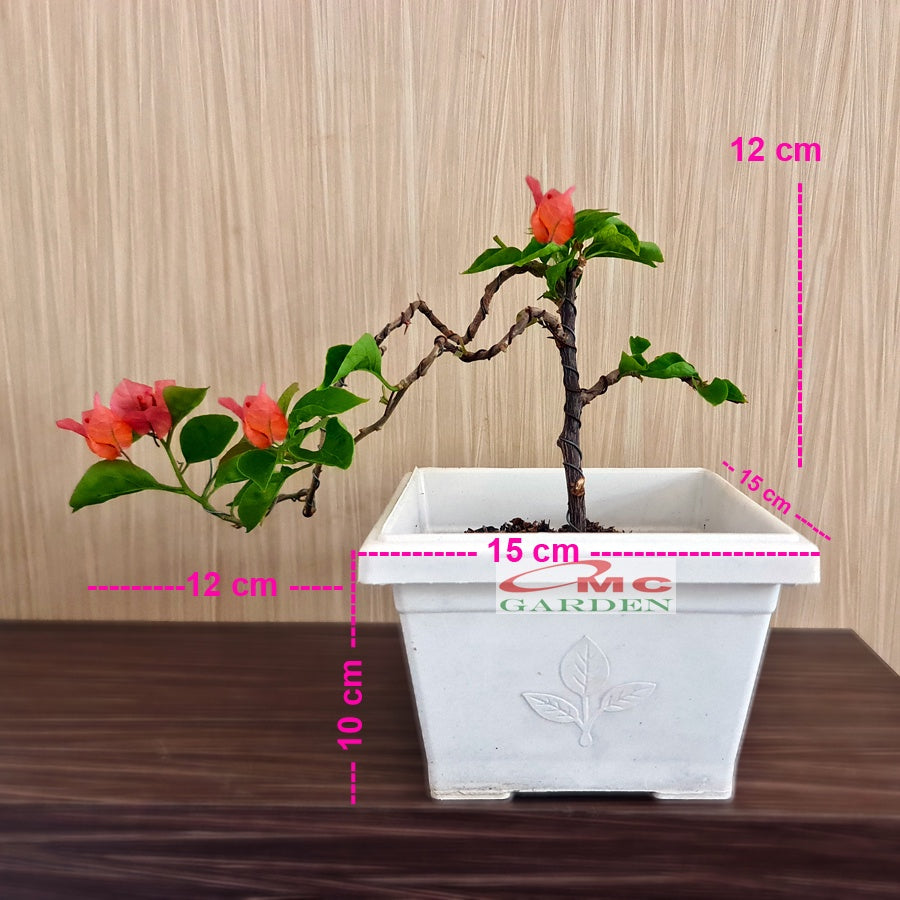 Bonsai Mame Bougenville Bogenvil Bogenvile Bugenvil Bunga Kembang Kertas Orange 001