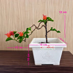 Bonsai Mame Bougenville Bogenvil Bogenvile Bugenvil Bunga Kembang Kertas Orange 001