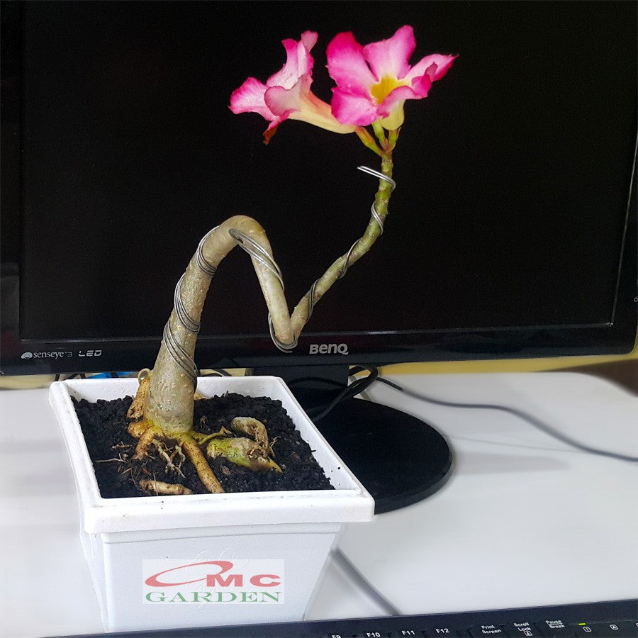 Tanaman Hias Bonsai Mame Adenium Arabicum Obesum Kamboja Jepang B-KJ-011