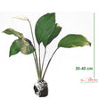 Tanaman Pohon Sepatu Filum Peace Lily Lili Spatyfhilum PS-3040