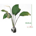 Tanaman Pohon Sepatu Filum Peace Lily Lili Spatyfhilum PS-3040