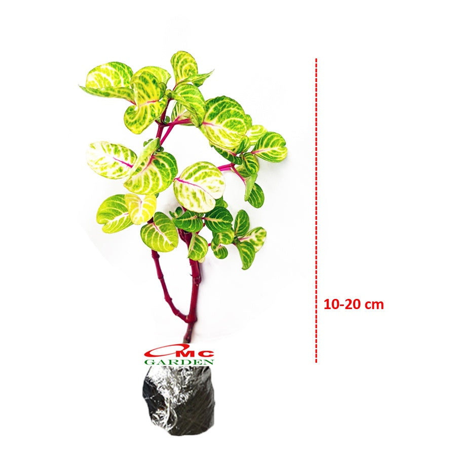 Krokot Bayam Bayem Batang Merah Hijau Kuning Miana Varigata Tanaman Hias Iresine Herbstii Aureoreticulata 1020cm