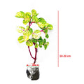 Krokot Bayam Bayem Batang Merah Hijau Kuning Miana Varigata Tanaman Hias Iresine Herbstii Aureoreticulata 1020cm