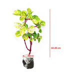 Krokot Bayam Bayem Batang Merah Hijau Kuning Miana Varigata Tanaman Hias Iresine Herbstii Aureoreticulata 1020cm