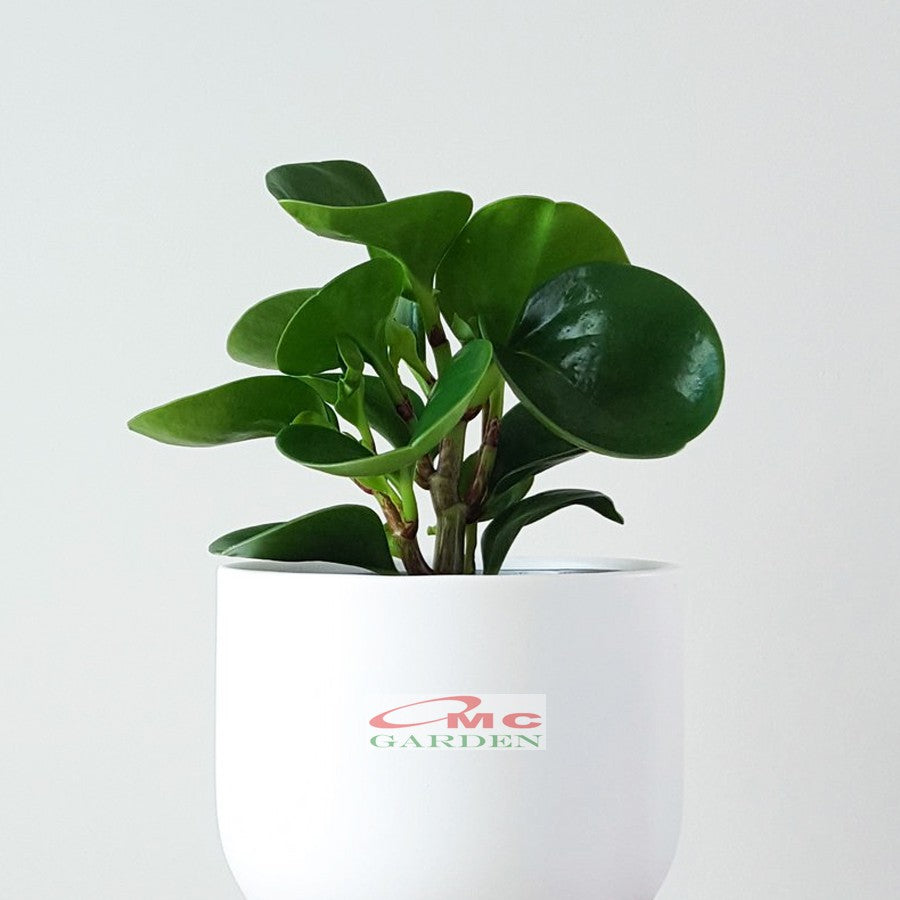 Tanaman Hias Teplan Peperomia Jade Hijau Indoor Air TPL-H-1020