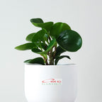 Tanaman Hias Teplan Peperomia Jade Hijau Indoor Air TPL-H-1020