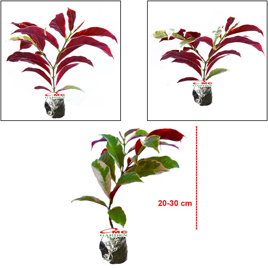 Sambang Darah Dara Sampang Getih Remek Daging Chinese Croton  Merah Putih Bibit Tanaman Hias Obat Herbal 2030