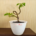 Bonsai Bonsae Mame Jambu Biji Merah Tanaman Hias 001