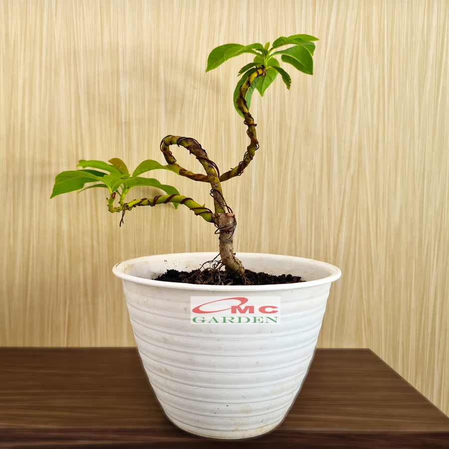 Bonsai Bonsae Mame Jambu Biji Merah Tanaman Hias 001