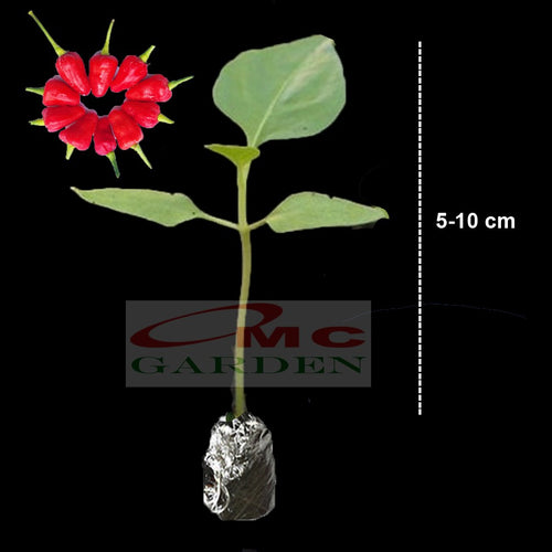 Bibit Benih Pohon Tanaman Cabe Cabai Rawit Panjang Bulat Merah Setan 0510