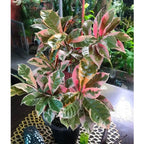 Sambang Darah Dara Sampang Getih Remek Daging Chinese Croton Merah Putih Bibit Tanaman Hias Obat Herbal 1020