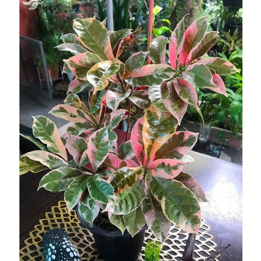 Sambang Darah Dara Sampang Getih Remek Daging Chinese Croton Merah Putih Bibit Tanaman Hias Obat Herbal 1020